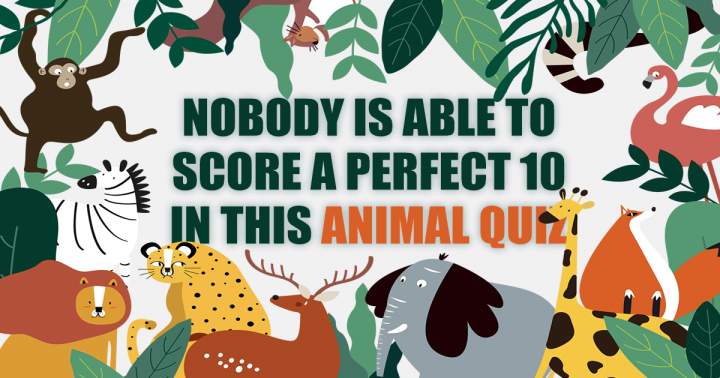 Animal Quiz