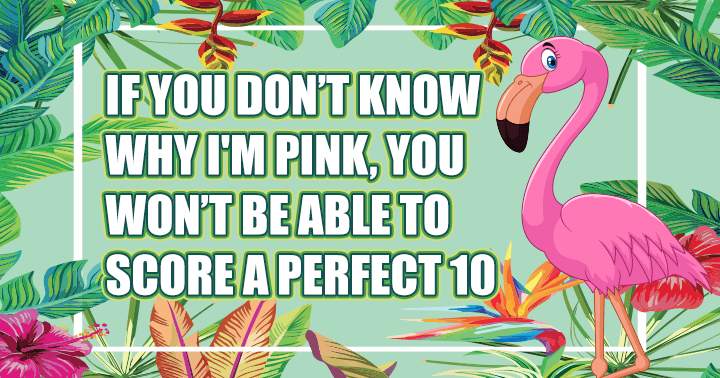 Banner for Animal Quiz