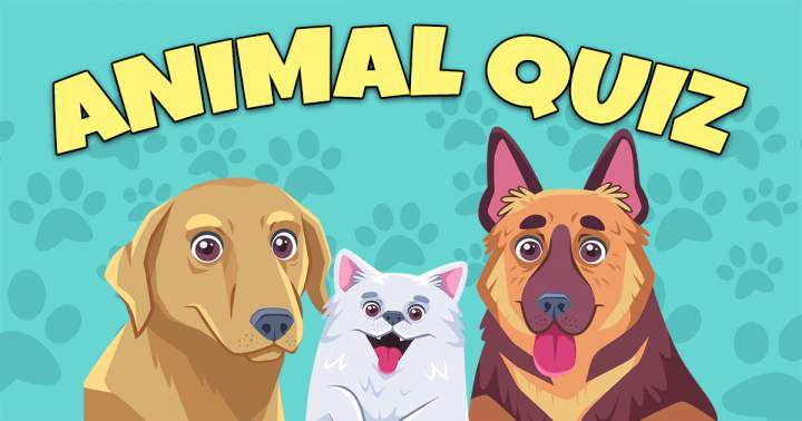 Animal Quiz