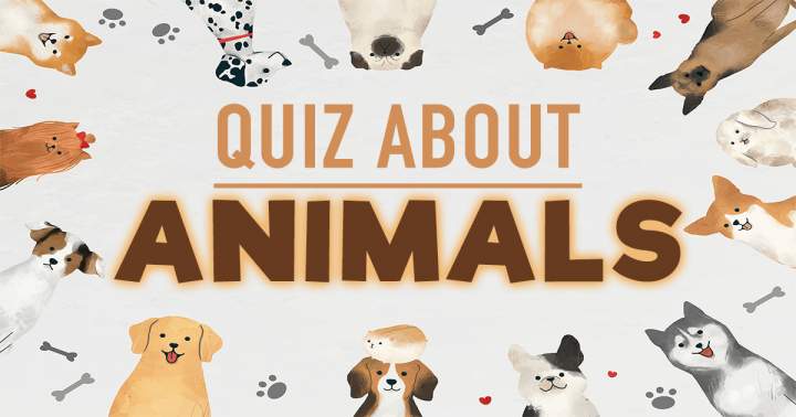 Quiz About Animals